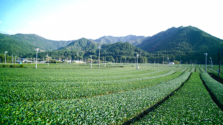伊勢茶の茶畑